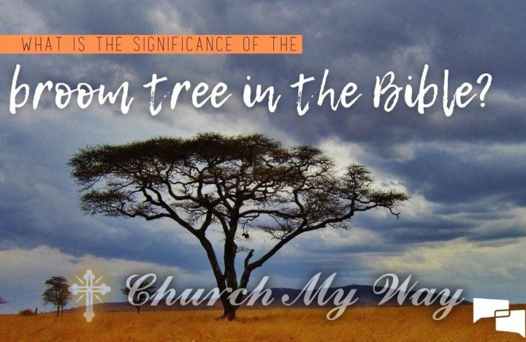 broom tree in the Bible