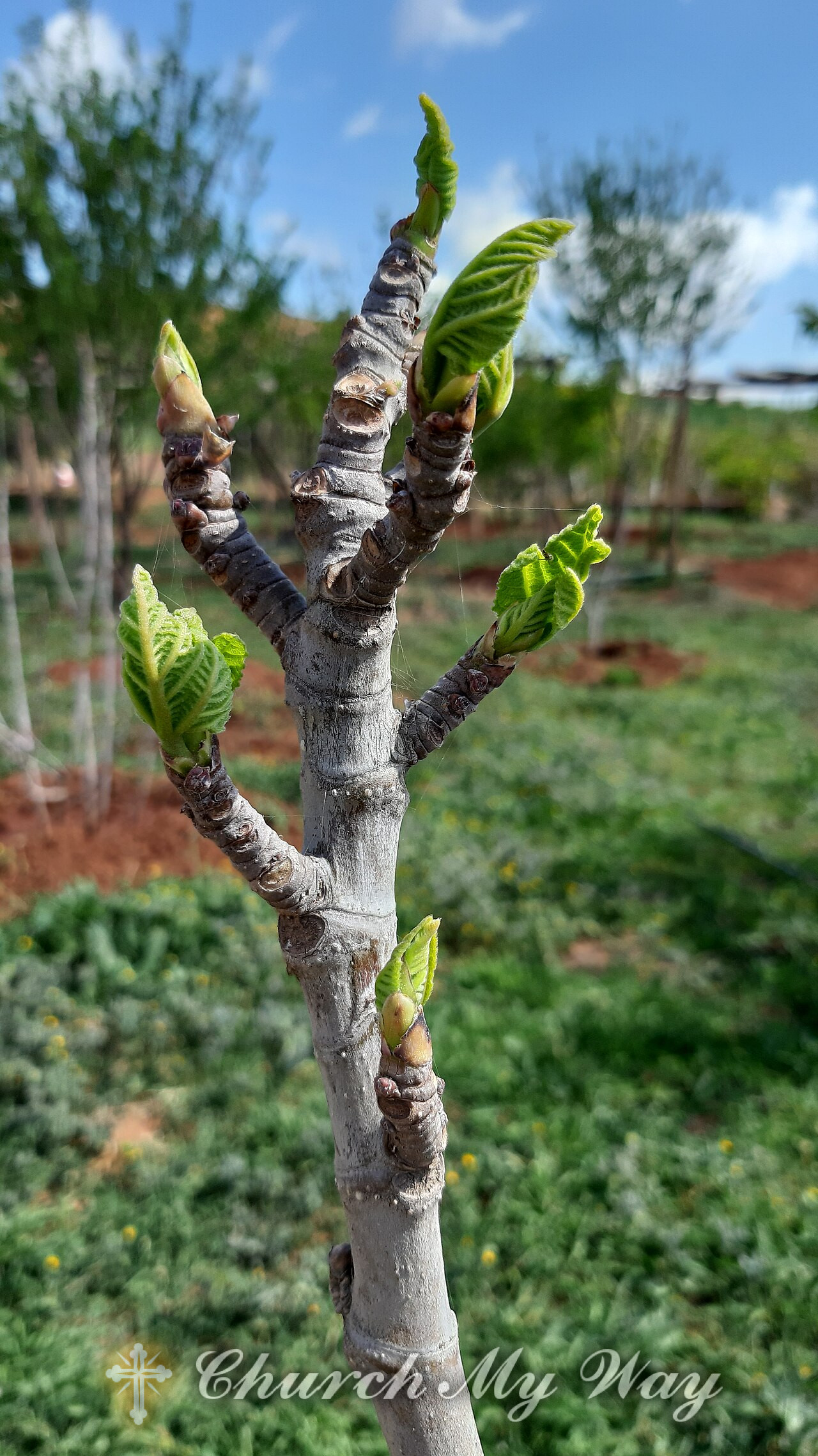 Jesus cursing the fig tree